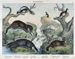 Oddere, ildere, væsel... - i "Natural histories of pattedyr"", red. Schreiber af Unknown artist