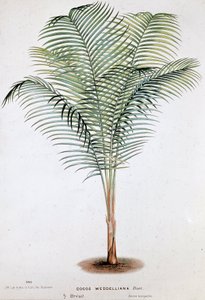 Palm Cocos Weddelliana (Brasilien) - Botanisk bord af Unknown artist