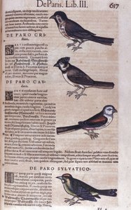 Passereaux in Historia Animalium af Conrad Gesner (1516 - 1565), Tiguri af Unknown artist