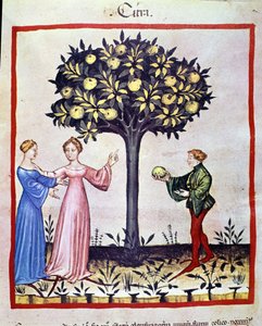Plukke cedrat, frugt af cedratier. Belysning fra malkning af medicin og diætetik "" Tacuinum sanitatis"" af Unknown artist