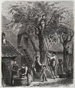Plukke kirsebær - Plukke kirsebær - gravering af 1860 - af Unknown artist