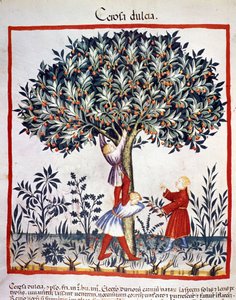 Pluk kirsebær. Belysning fra malkning af medicin og diætetik "" Tacuinum sanitatis"" af Unknown artist