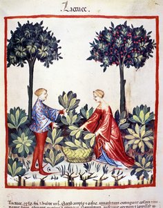 Plukke salat. Belysning fra malkning af medicin og diætetik "" Tacuinum sanitatis"" af Unknown artist