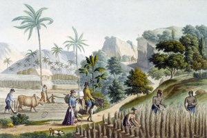 Pilling og plantning af ris på Guam Island (Mikronesien) af Unknown artist