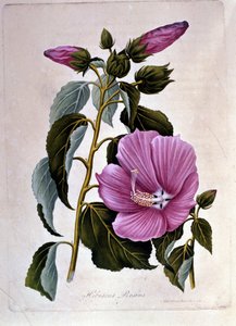 Pink ibiscus. Botanisk tavle. Gravering. af Unknown artist