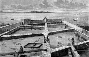 Fiskeopdræt i Concarneau. Stik fra 1860. af Unknown artist