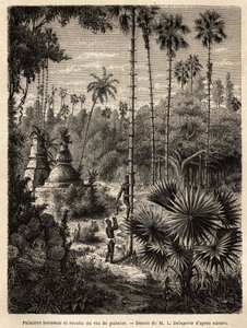 Plantning af borassus palmer i Laos og indsamling af palmevin, som er ingen ringere end indskæringstræets syv, opsamles væsken i en bambus, og stammen omdannes til en ægte skala, ved hjælp af små rattanstriber, hvori spidserne af af Unknown artist