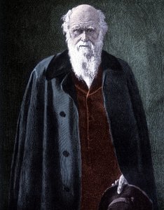 Portræt af Charles Darwin, britisk naturforsker (1809 - 1882) af Unknown artist