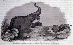 Forhistorie: repræsentation af et dinotherium, type pachyderm, der afviser angrebet af en løve. Indgravering af det 19. århundrede af Unknown artist