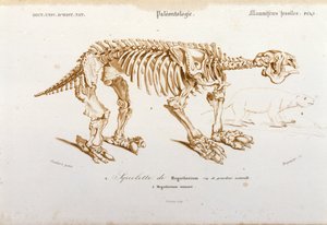 Forhistorie: skelet af megatherium (terrestrisk doven af elefantfamilien) fossilt pattedyr. Plade med palæontologi taget fra "Dictionnaire universel d