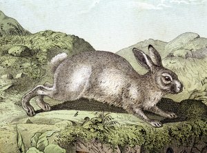 Kanin - i "Natural History of Pattedyr", red. Schreiber af Unknown artist