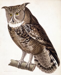 Raptor: Afrikansk ugle. 1800-tals gravering af Unknown artist