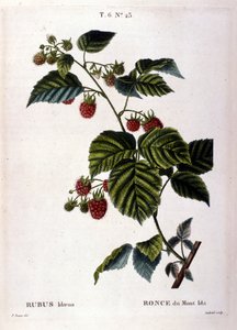 Hindbær og frugt: Botanisk bord fra det 19. århundrede. af Unknown artist