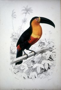 Repræsentation af en tukan, fugl fra Sydamerika. 1800-tals gravering. af Unknown artist