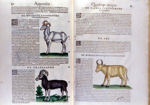 Repræsentation af får, bøfler... - i Historia Animalium af Conrad Gesner (1516 - 1565), Tiguri af Unknown artist