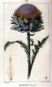 Repræsentation af den almindelige artiskok. Botanisk tavle. 19. århundrede. af Unknown artist