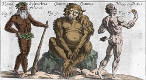 Repræsentationer af forskellige monstrøse væsner: en mand fra skoven eller behåret, en orang-outan-abe (orang-utang, orang-outang, orang-utang) og en mand med en hale. Tallerken fra "" Mundi Mirabilis Oeconomia"" af Johamm Zahn, sd. 1696. Milaneser . af Unknown artist