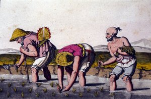Risdyrkning i Kina. 1800-tals tryk. af Unknown artist