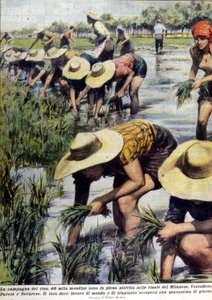 Genplantning af ris i nærheden af Milano i 1954. af Unknown artist
