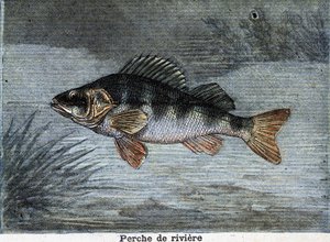 Flod aborre. Stik fra 1897 af Unknown artist