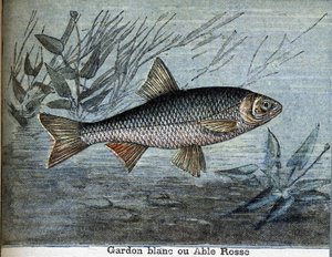Roach hvid eller stand rosse. af Unknown artist