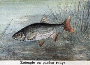 Rotengle eller rød skallegravering fra 1898 af Unknown artist