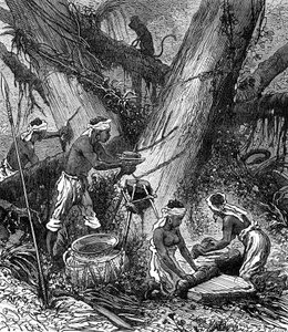 Gummihøst i en skov i Malaysia (gravering) af Unknown Artist