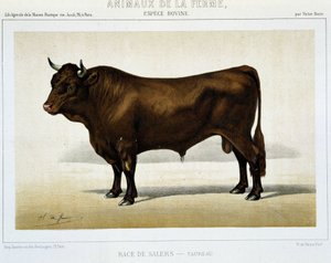 Salers Breed Taurus - i "" Farm Animals"" af Unknown artist