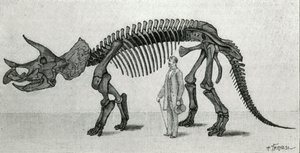 Skelet af en Triceratops prorsus af Unknown artist
