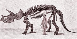 Triceratops prorsuksen luuranko af Unknown artist