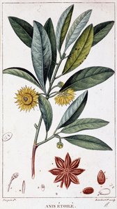 Stjerneanis - botanisk bord af Unknown artist