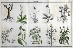Stængler: I “” Flora Françoise eller en kort beskrivelse af alle de planter, der vokser naturligt i Frankrig, arrangerede i henhold til en ny analysemetode, som citatet af deres mindst tvetydige dyder i medicin og deres brugbarhed i kunsten ”” ved J af Unknown artist