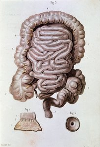 Undersøgelse af menneskelig tarm (tarm), tolvfingertarm og tyndtarm (gravering af Unknown artist