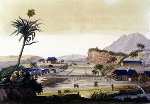 Sukkerrørsdyrkning i Sydamerika af Unknown artist