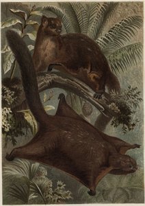 Taguan (Flyvende egern) (familie Sciuridae) - Egern (flyvende egern) - gravering fra "" Brehm