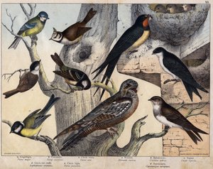 De 5 fugle til venstre- a: Svale (Parus major), b: Blåøjet (Parus coreulus), c: Sorthåret (Parus ater), d: Sortøjet (Lopophanes cristatus), e: Sortøjet (Parus palustris) De 4 fugle til højre- a: rustik svale (Hirondo rustica), b: svale af Unknown artist