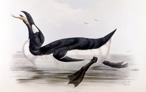 Kæmpepingvinen (Alca Impennis) - i Europas fugle” af John Gould, London af Unknown artist