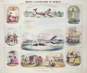 The Whale, fra Graphic Illustrations of Animals, designet og graveret af W. Hawkins, udgivet af Thomas Varty (gravering) af Unknown artist
