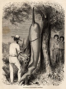 Forfatterens dissektion af en blæserdelfin (ferskvandsdelfin) observeret af to Perou Cocama-indianere, som harpuneret dyret. Indgravering til illustration af rejsen fra Stillehavet til L