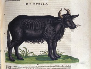 Bøflen efter Historiae animalium af Konrad Gesner, Tiguri af Unknown artist