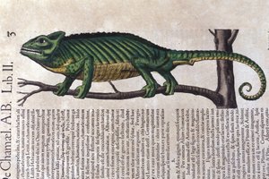 Kamæleonen efter Historiae animalium af Konrad Gesner, Tiguri af Unknown artist