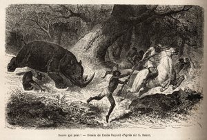 Anklagen til næsehornene, der vælter og fælder jægerne, under søgen efter forfatteren og hans guider. Gravering for at illustrere udforskningen af de abyssinske sideelver af Nilen, af Sir Samuel W.Baker, i 1861-62, udgivet i “” Le Tou af Unknown artist