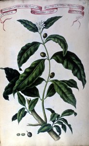 Kaffetræet. 1800-tallets herbarium. af Unknown artist