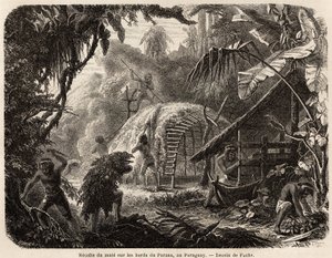 Samlingen af mat på bredden af Parana, infusionen af dette aromatiske blad er den sædvanlige sydamerikanske drik, tegnet af Fuchs, for at illustrere rejsen til Paraguay, fra 1844 til 1847, af Dr. Alfred Demersay. Gravering i "" Le tour du monde"" af Unknown artist