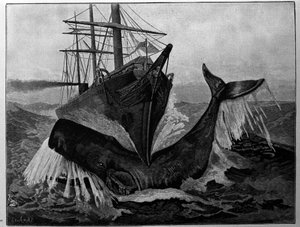 Kollisionen mellem en båd og en sovende hval. af Unknown artist