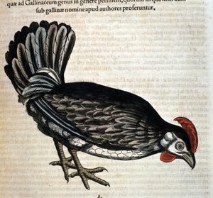 Tamhønen efter Historiae animalium af Konrad Gesner, Tiguri af Unknown artist