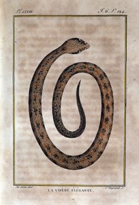 Den elegante hugorm. Plade taget fra et naturhistorisk forræderi af "" Works of Buffon"" af naturforsker Georges Louis Leclerc, greve af Buffon (1707 - 1788). 19. århundrede af Unknown artist
