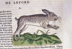Der Hase nach der Historia Animalium von Conrad Gesner, Tiguri 1560. Biblioteca nazionale Braidense. Mailand von Unknown artist