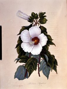 Ibiscus. Botanisk tavle. af Unknown artist
