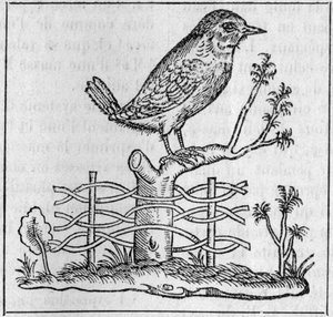 Kongen. (Efter Pierre Belon af Unknown artist